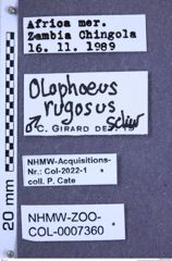 Etikette zu Olophoeus rugosus (Schwarz, 1899) (NHMW-ZOO-COL-0007360)